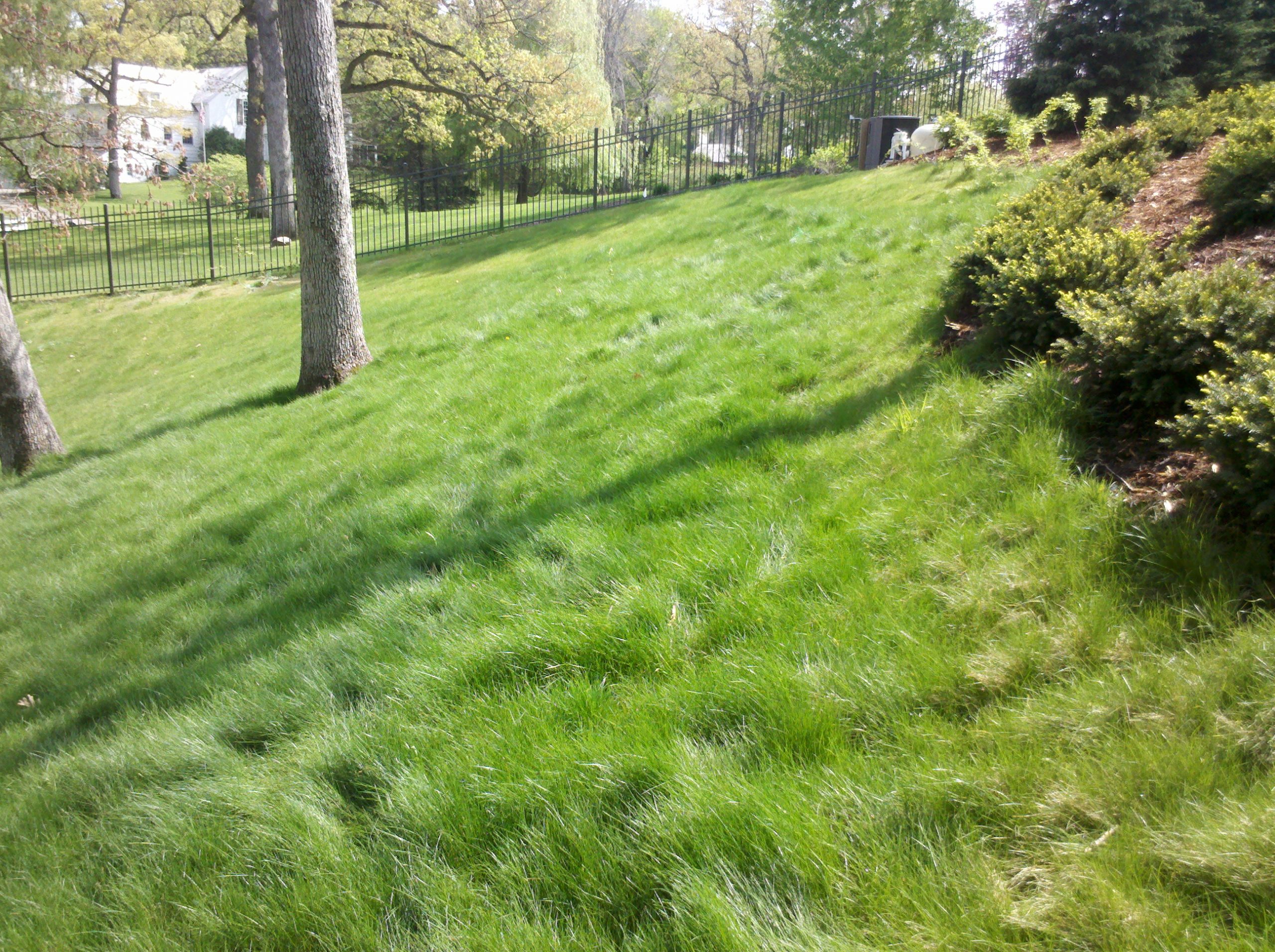 ECO SEED™ (Low Grow Fescue) Mix - Image 8