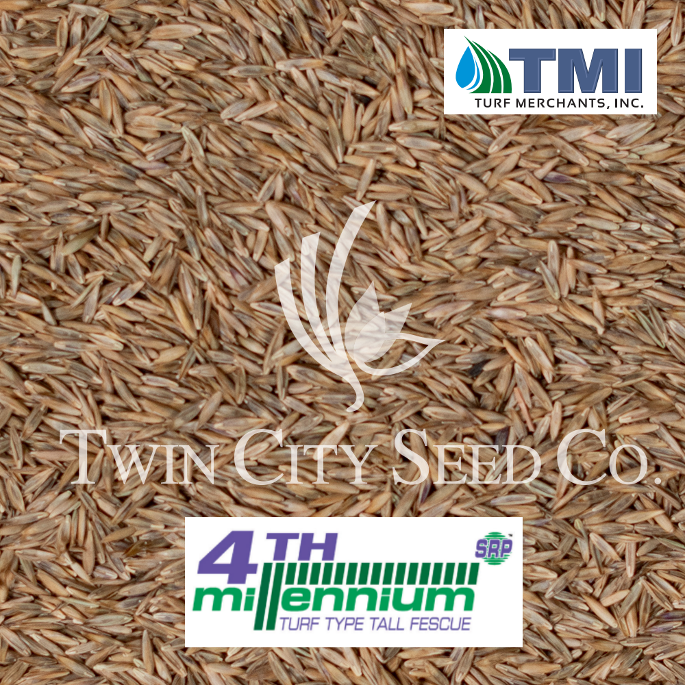4TH MILLENNIUM SRP Turf Type Tall Fescue