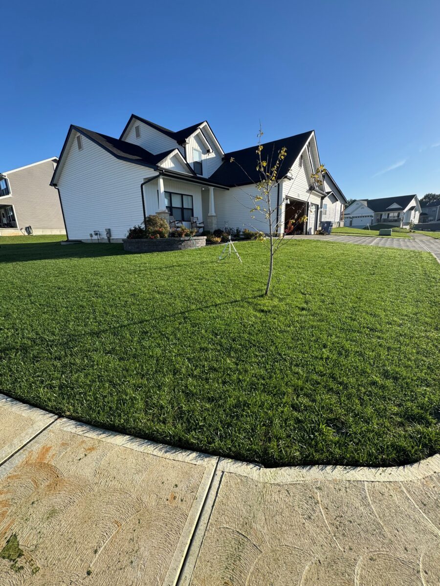 Nightfall Lawn Seed Mixture - Image 6