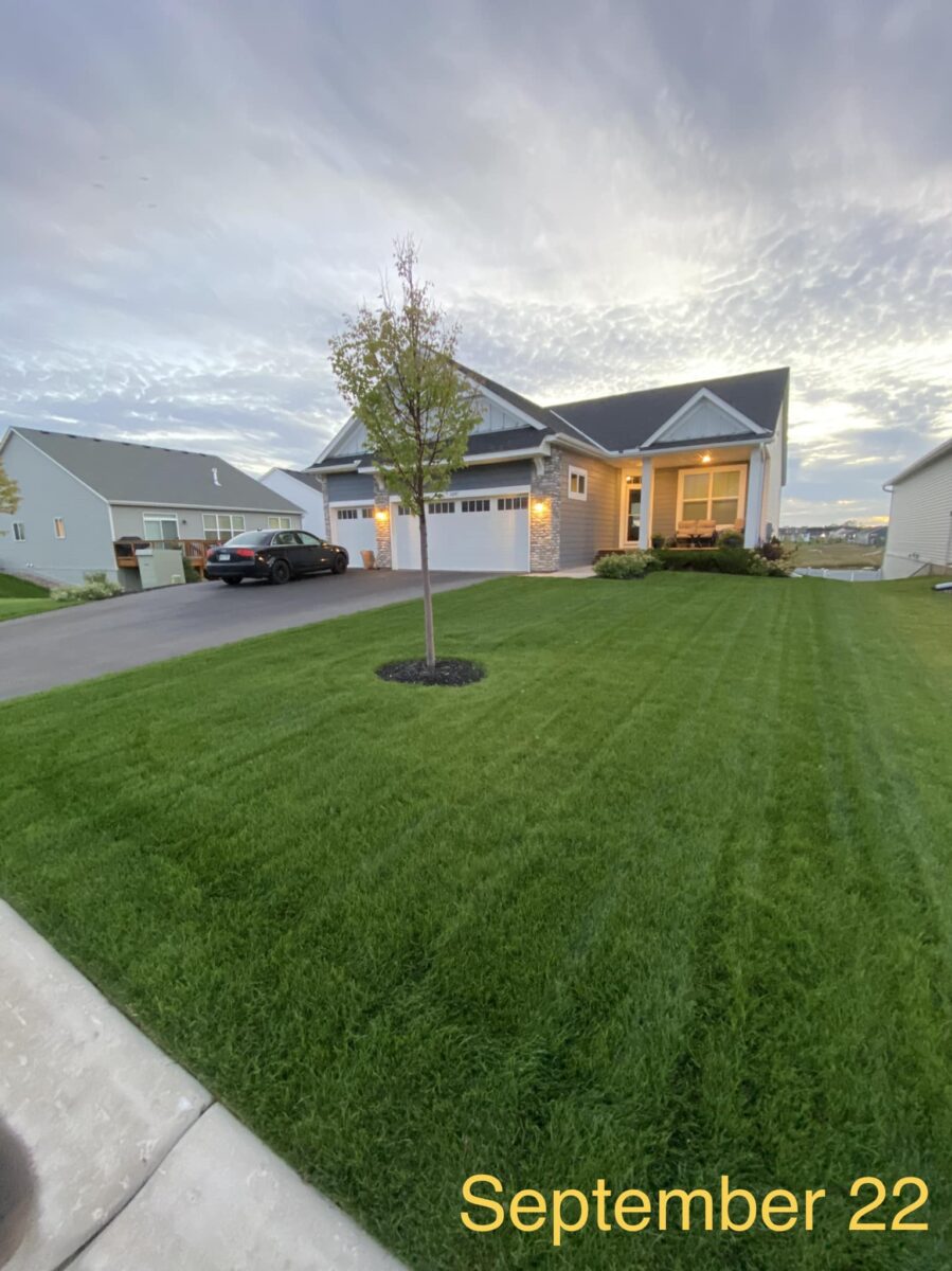 Sunny Lawn Seed Mixture - Image 4