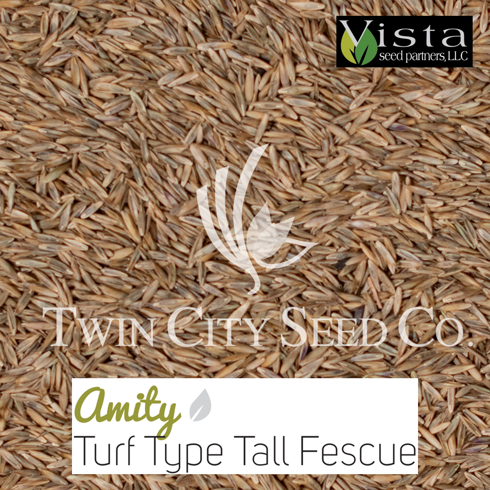 AMITY Turf Type Tall Fescue