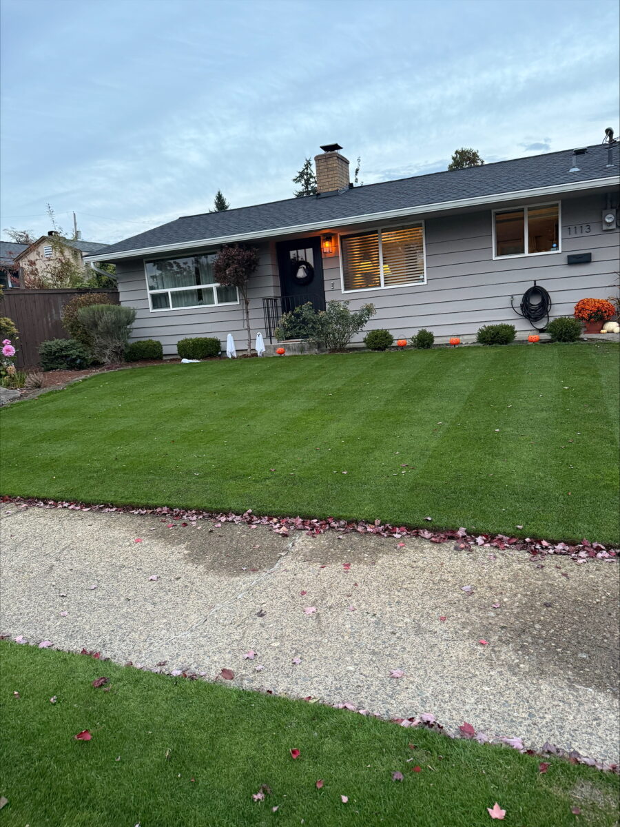 Nightfall Lawn Seed Mixture - Image 11