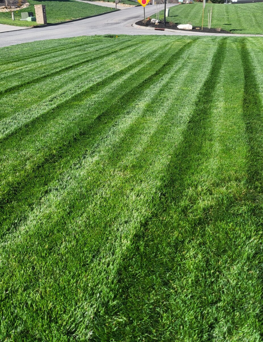 RESILIENCE™ II Turf Type Tall Fescue Blend - Image 7