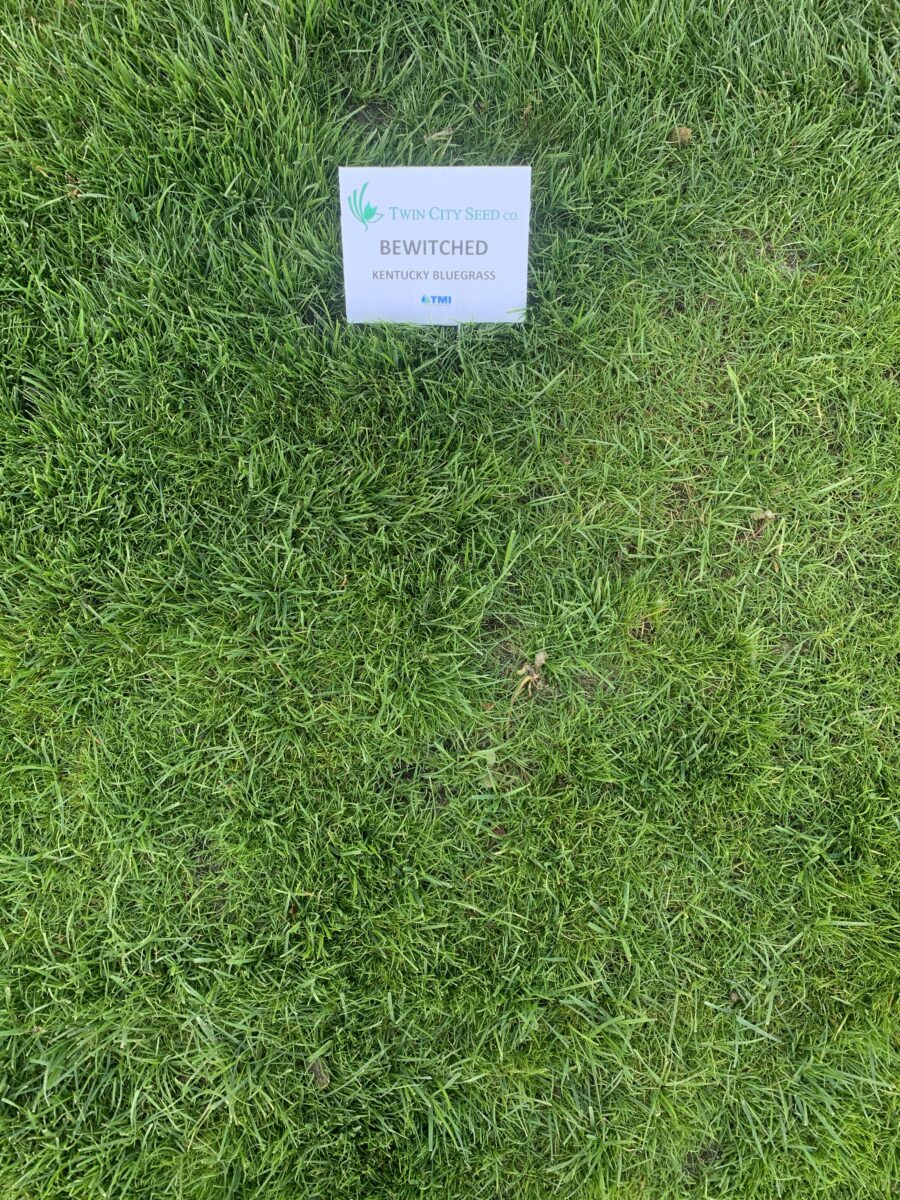 BEWITCHED Kentucky Bluegrass - Image 2