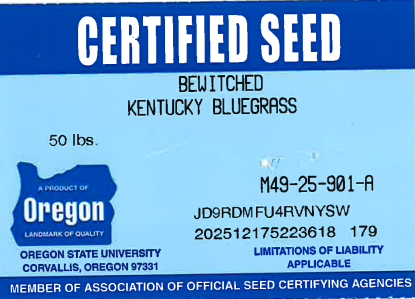 BEWITCHED Kentucky Bluegrass - Image 3