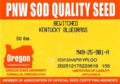 BEWITCHED Kentucky Bluegrass - Image 4