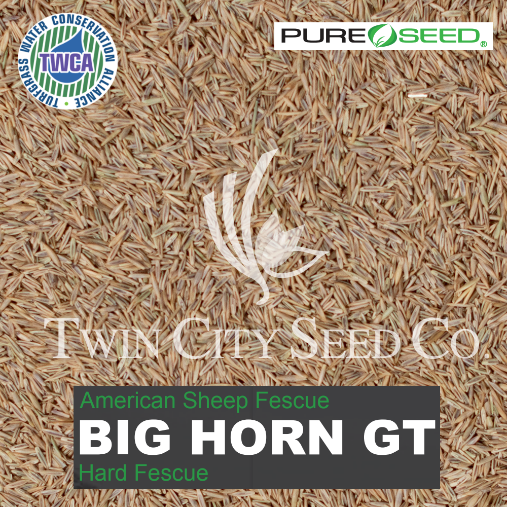 BIGHORN GT Hard Fescue