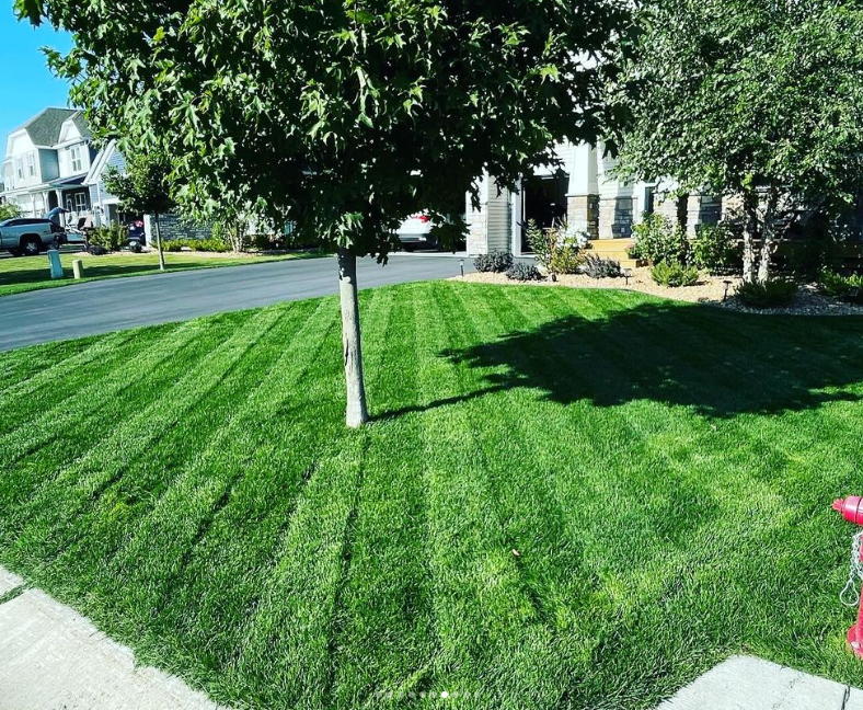 BLUE ENVY™ Elite Kentucky Bluegrass Blend - Image 6