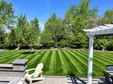 BLUE ENVY™ Elite Kentucky Bluegrass Blend - Image 2