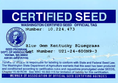 BLUE GEM Kentucky Bluegrass - Image 2