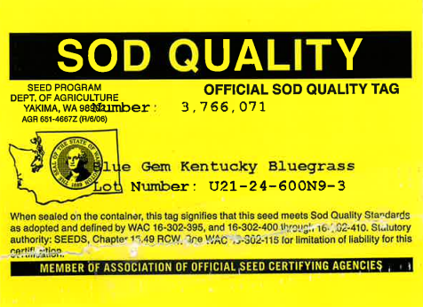BLUE GEM Kentucky Bluegrass - Image 3