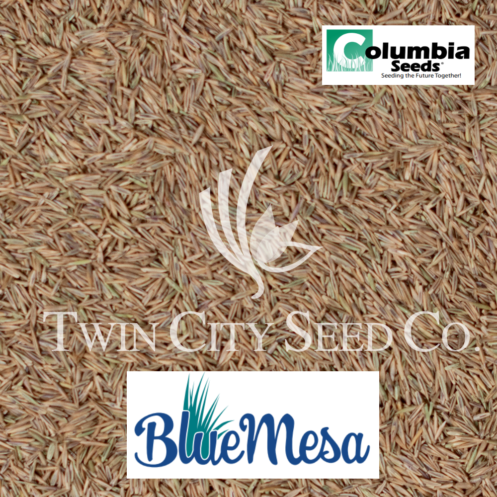 Blue Mesa Sheep Fescue