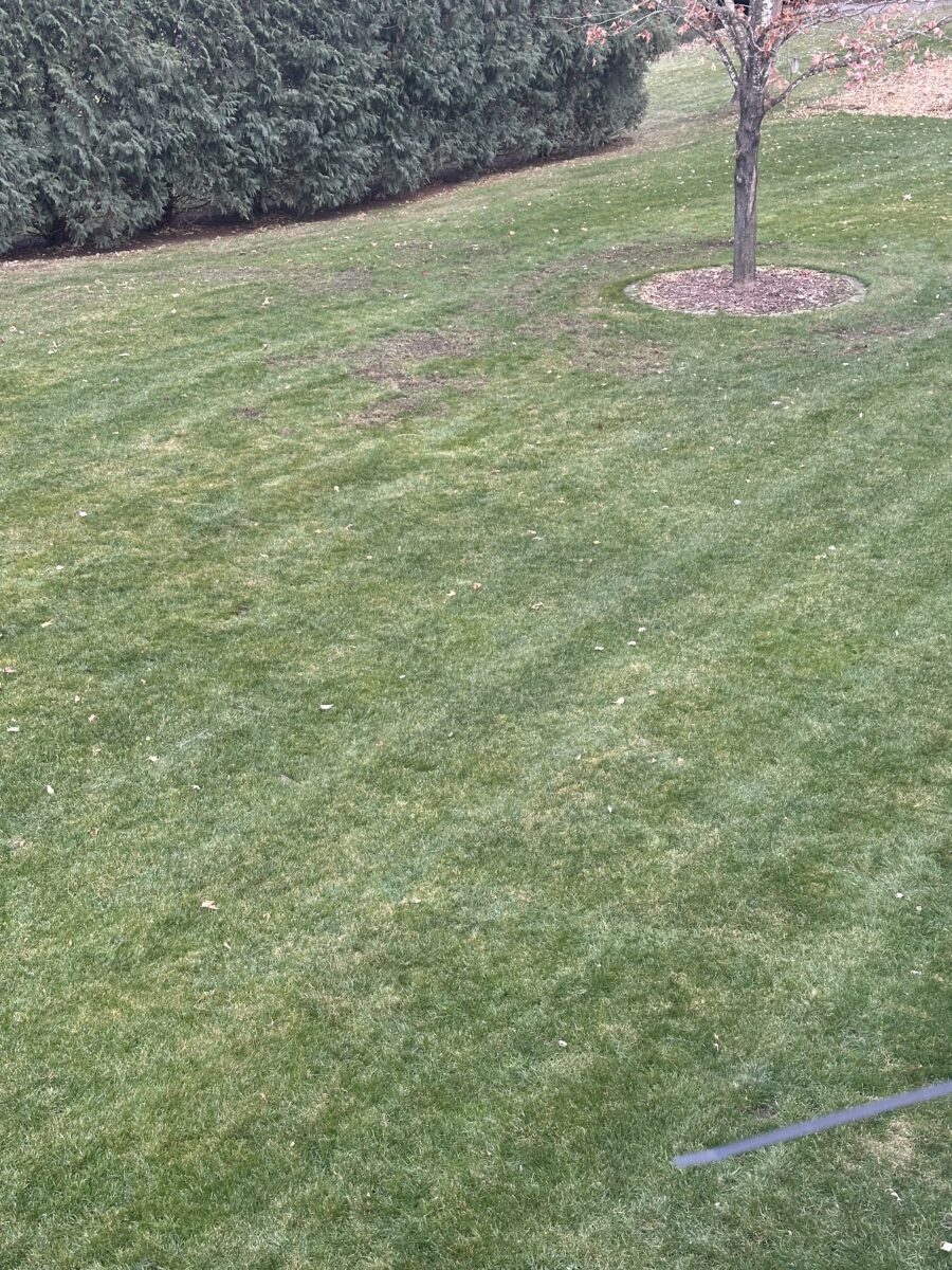 BLUE SHADOW Kentucky Bluegrass & Fine Fescue Mixture - Image 3