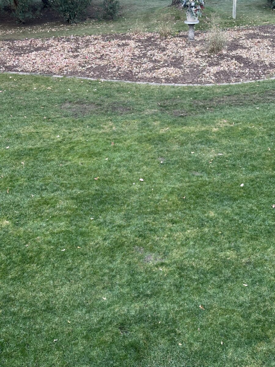 BLUE SHADOW Kentucky Bluegrass & Fine Fescue Mixture - Image 2