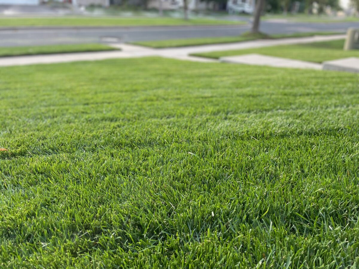BLUE RESILIENCE Tall Fescue & Kentucky Bluegrass Mixture - Image 10