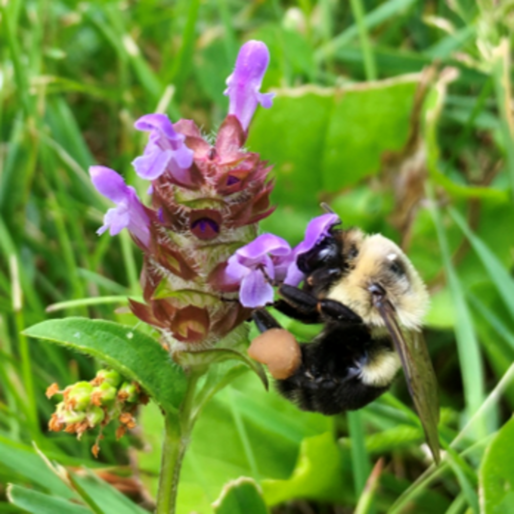 Native Bee Lawn Seed Mixture