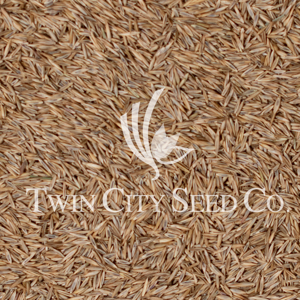 BOREAL Creeping Red Fescue (Strong)
