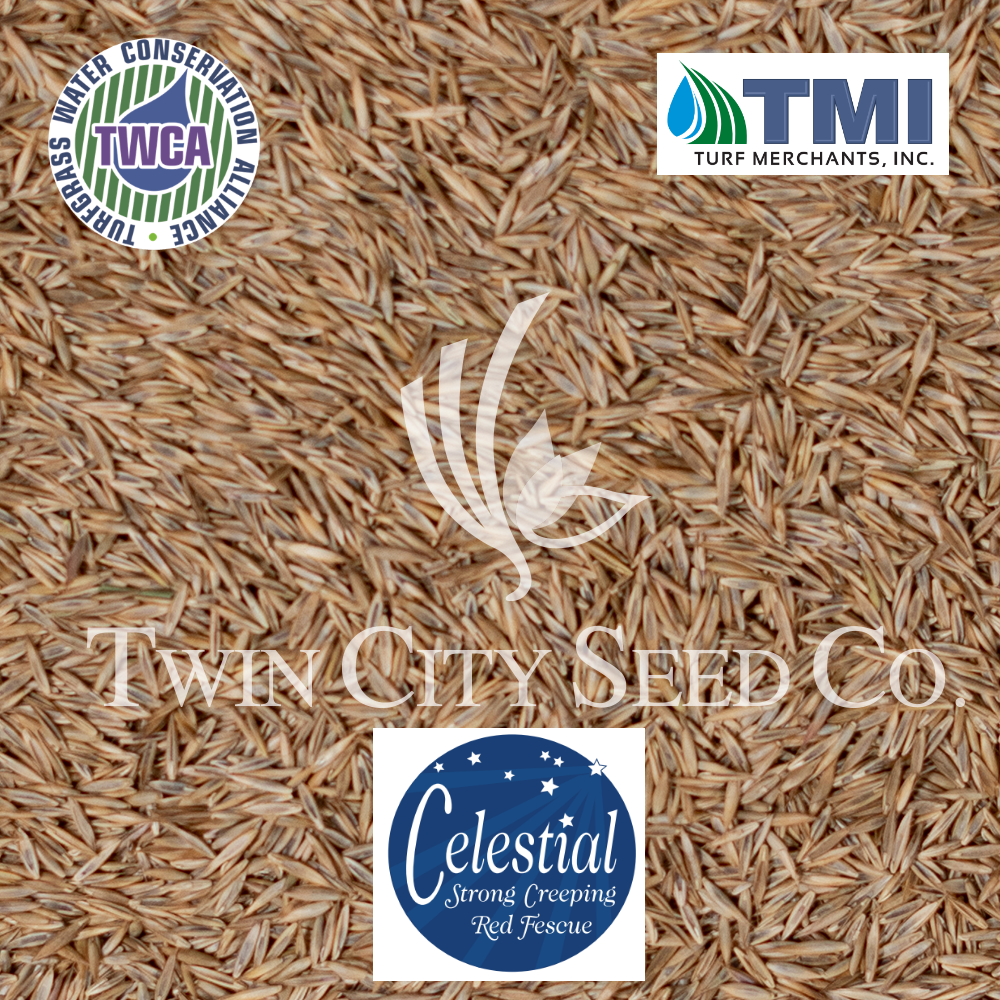 CELESTIAL Creeping Red Fescue (Strong)