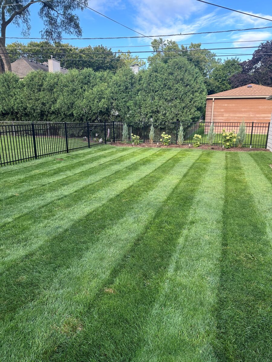RESILIENCE™ II Turf Type Tall Fescue Blend - Image 17