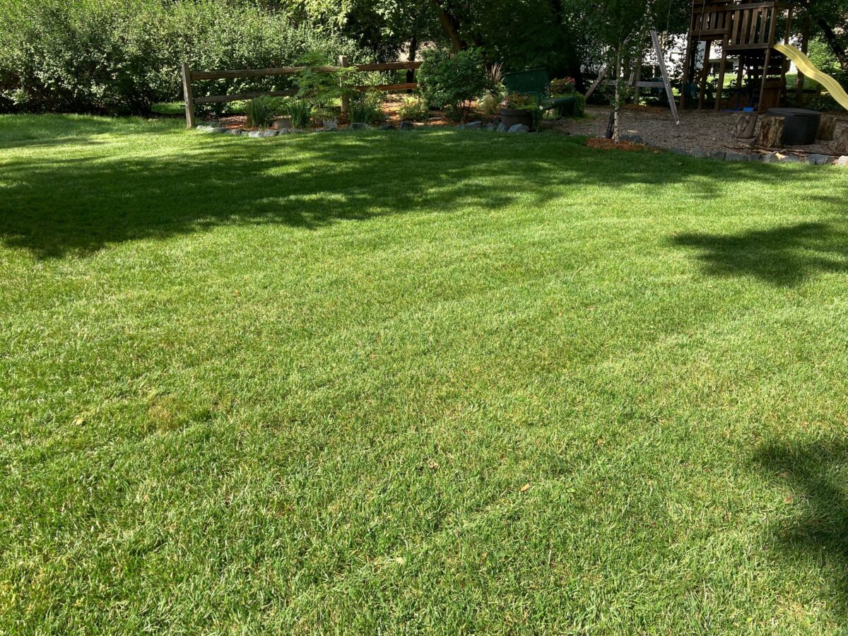 Tuff Turf Lawn Seed Mixture® - Image 3