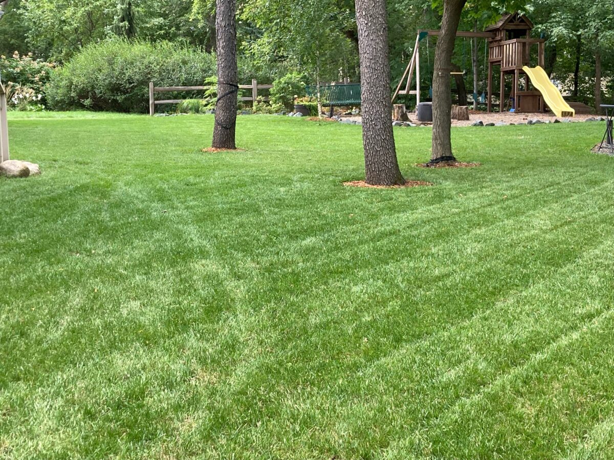 Tuff Turf Lawn Seed Mixture® - Image 4