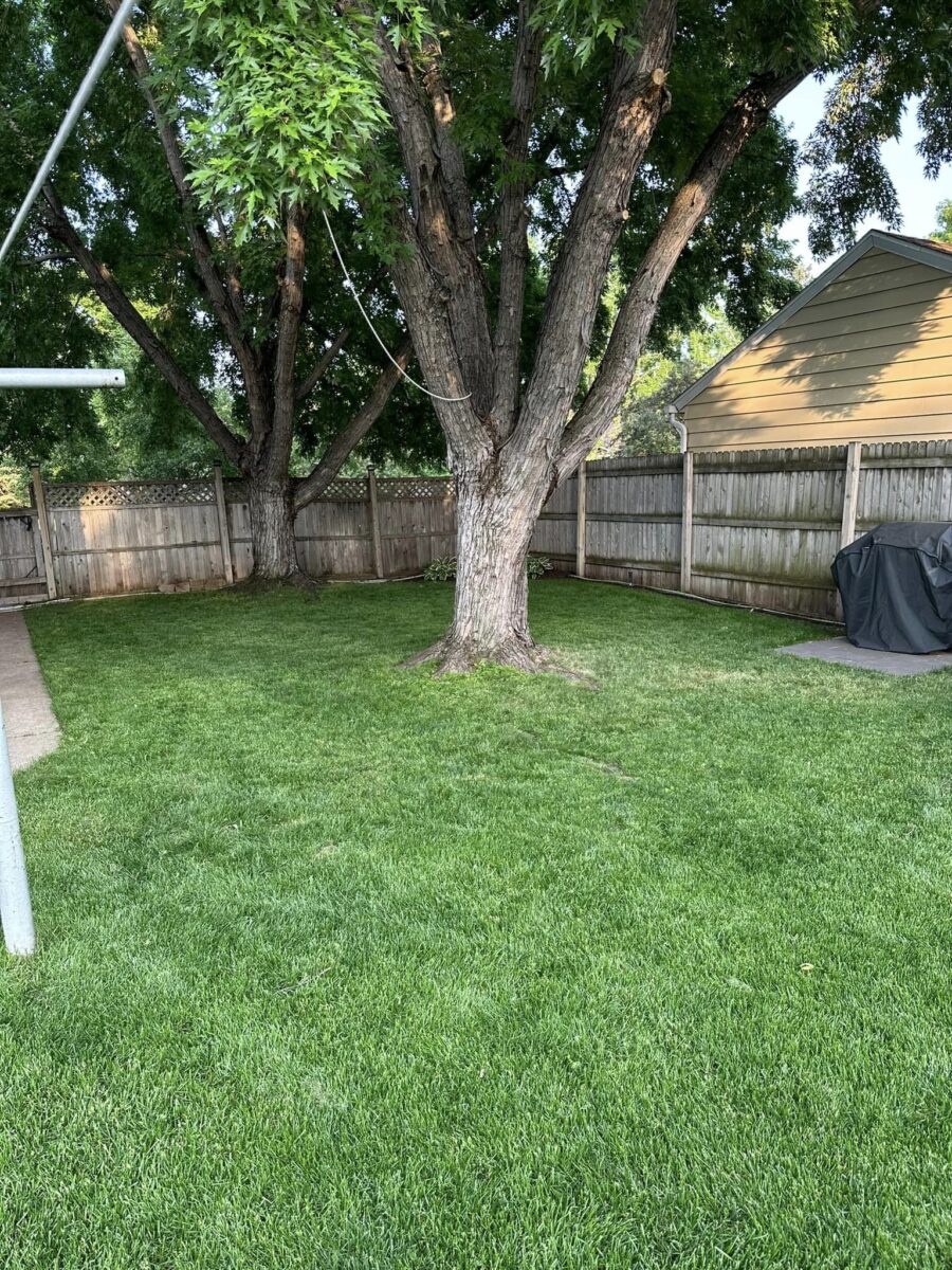 TOTAL ECLIPSE™ Shade Tolerant Kentucky Bluegrass Blend - Image 6