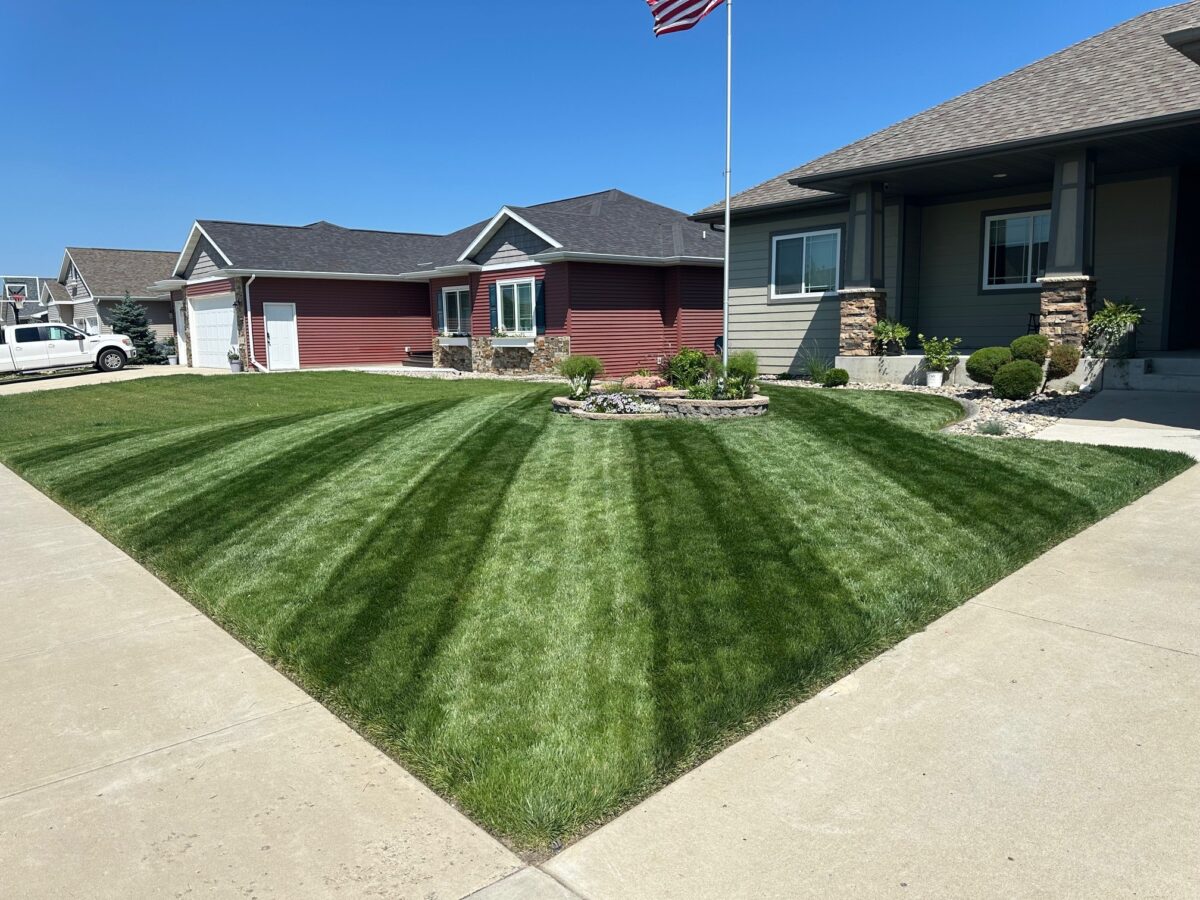 RESILIENCE™ II Turf Type Tall Fescue Blend - Image 3