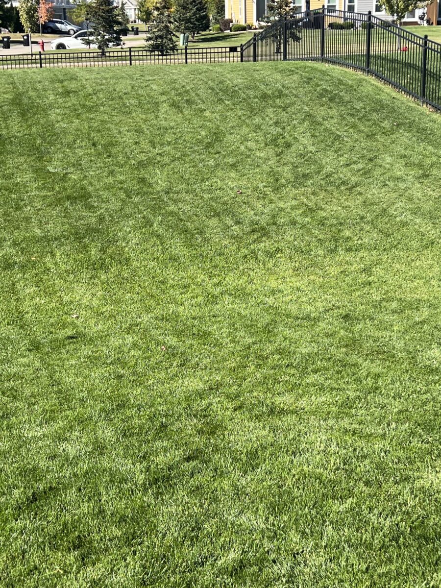 BLUE RESILIENCE Tall Fescue & Kentucky Bluegrass Mixture - Image 14