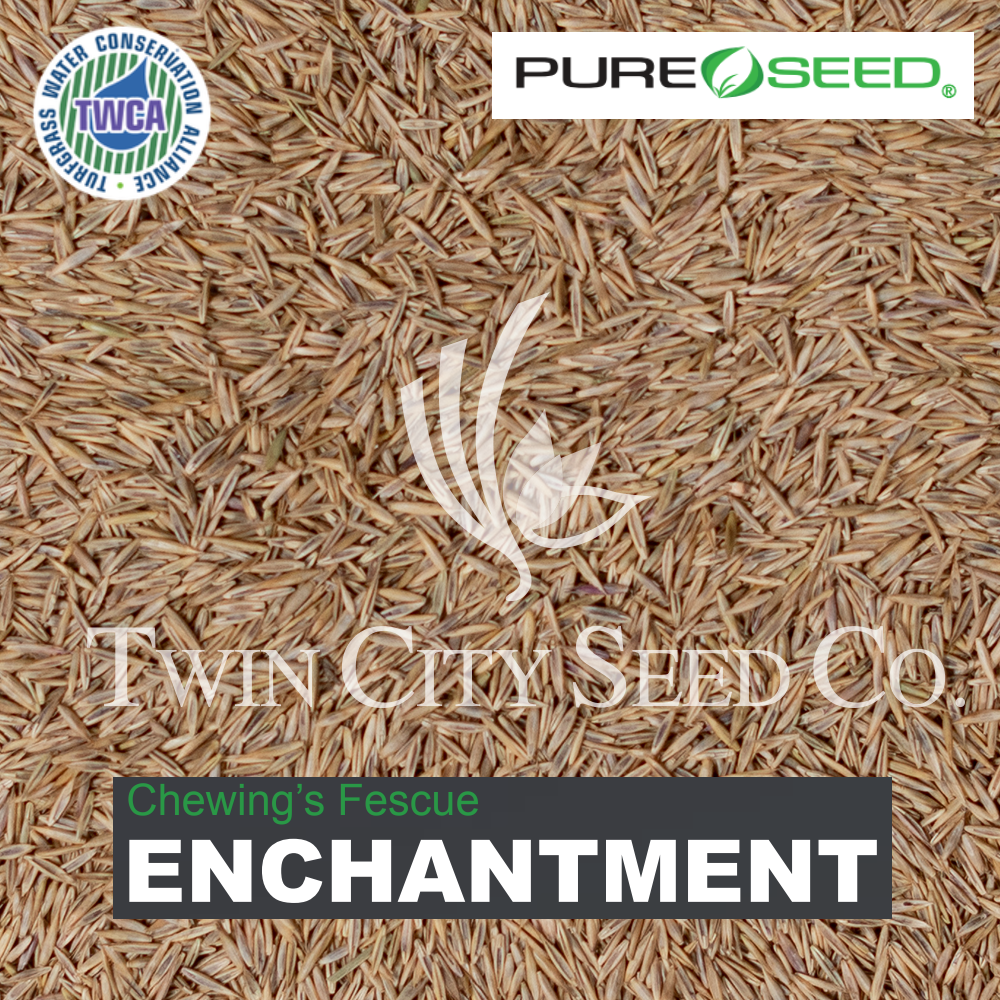 ENCHANTMENT Chewings Fescue