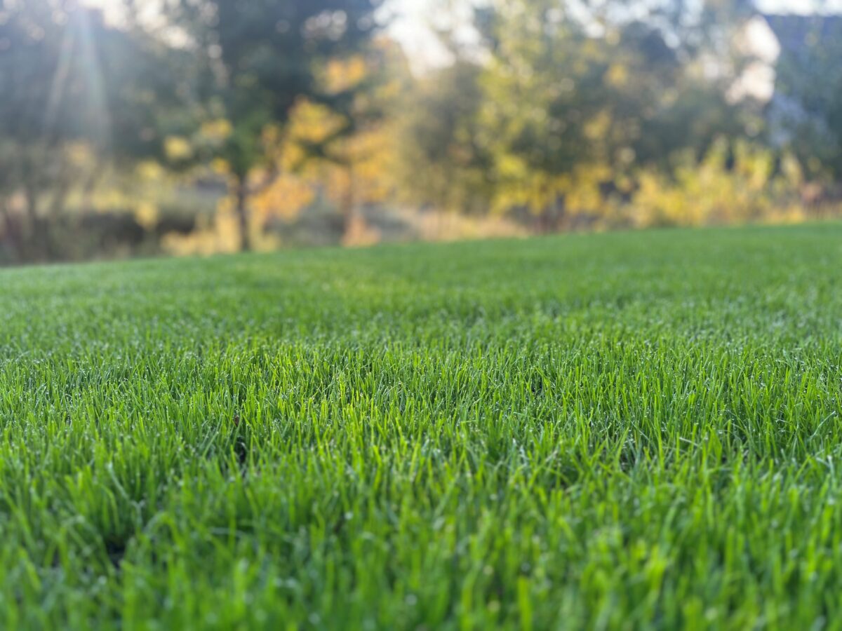 FIELDER'S CHOICE™ Elite Perennial Ryegrass Blend - Image 15