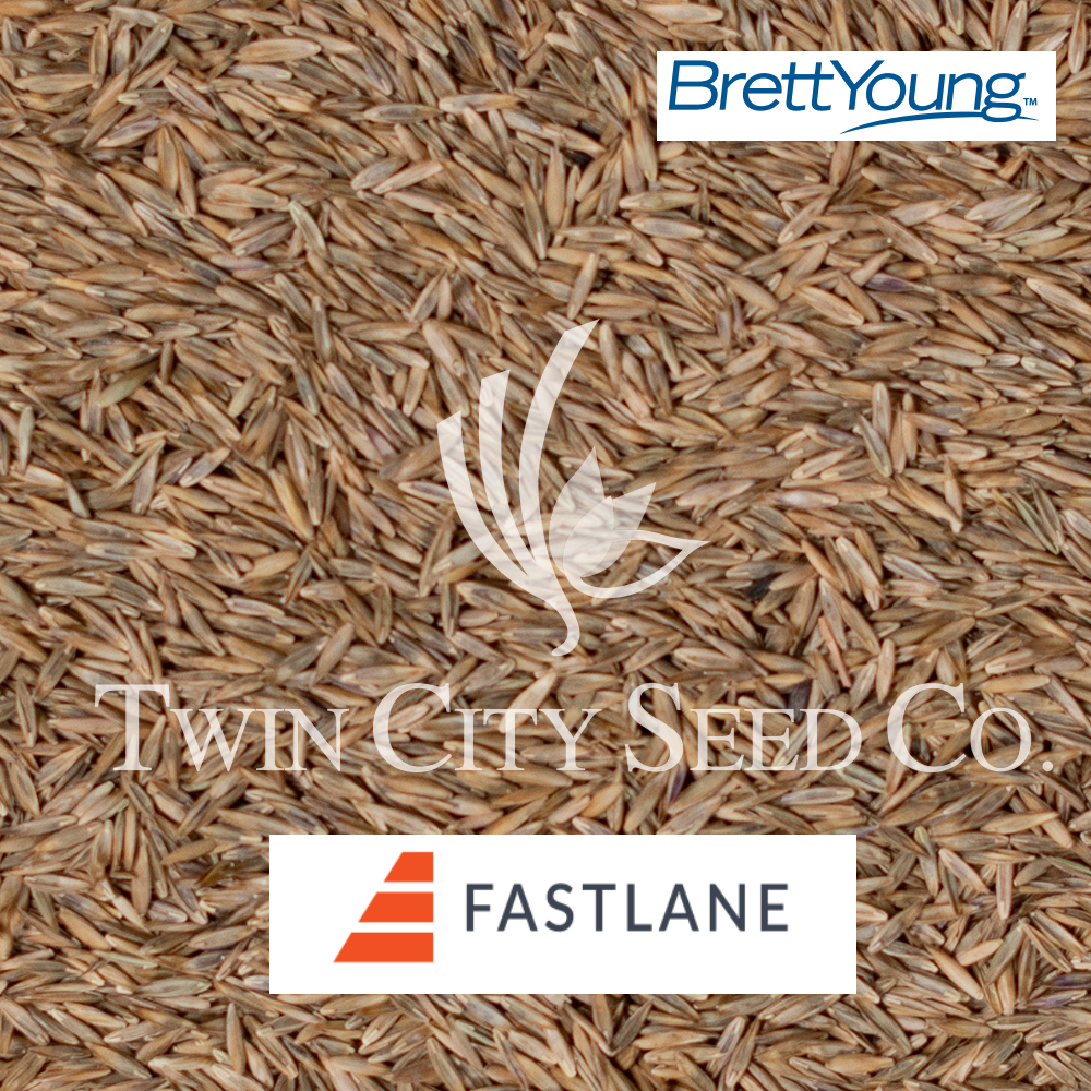 FASTLANE Turf Type Tall Fescue