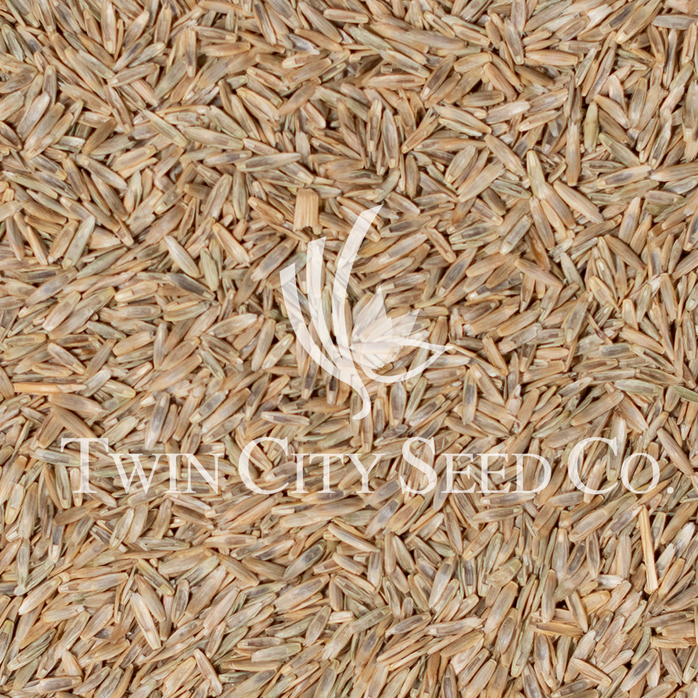 Fawn Forage Tall Fescue