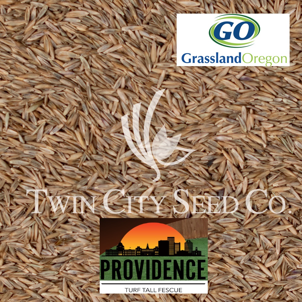 PROVIDENCE Turf Type Tall Fescue