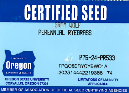 GRAY WOLF Perennial Ryegrass - Image 2