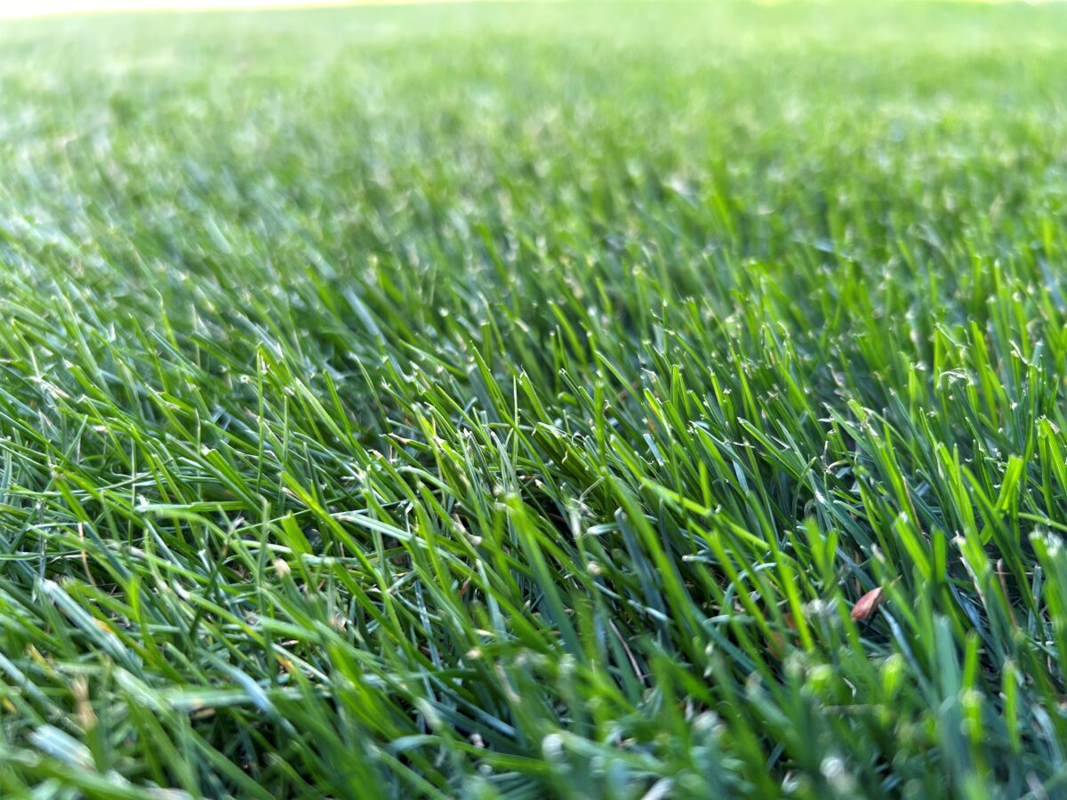 FIELDER'S CHOICE™ Elite Perennial Ryegrass Blend - Image 12