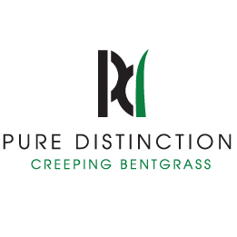 Pure Distinction Creeping Bentgrass