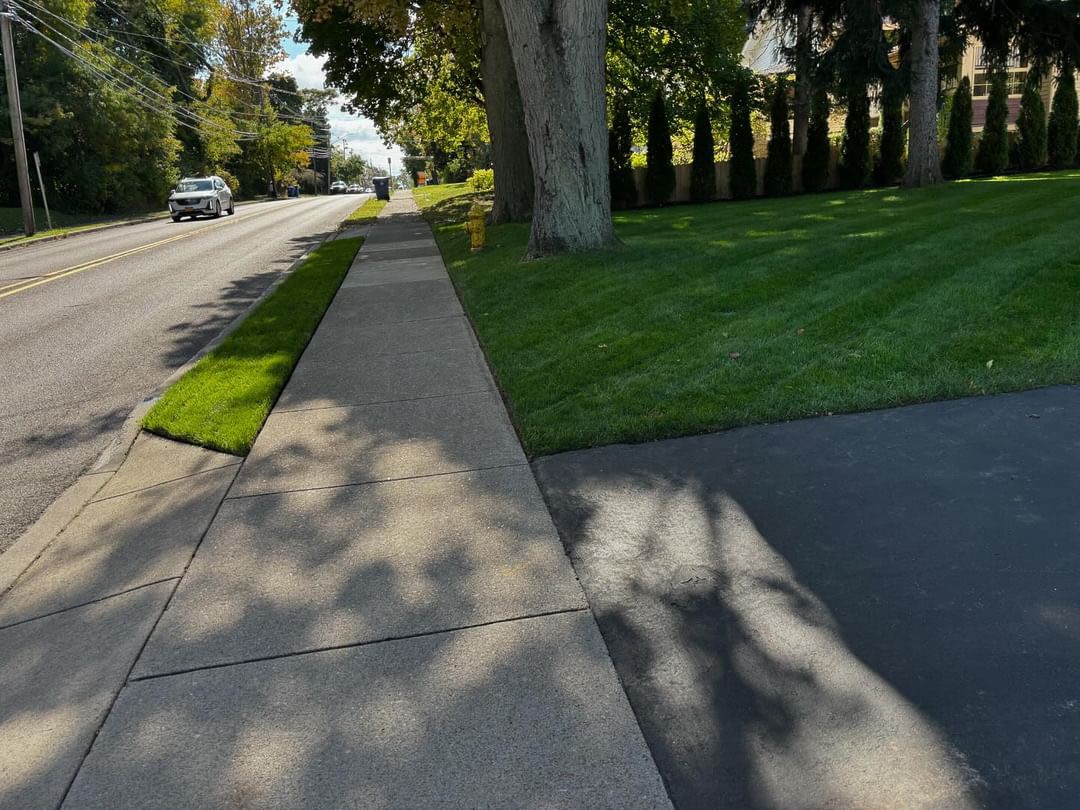 Shady Lawn Seed Mixture - Image 3