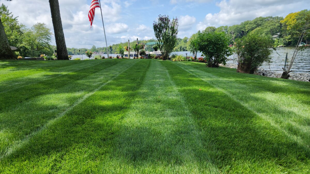 OBSIDIAN Perennial Ryegrass Blend - Image 13