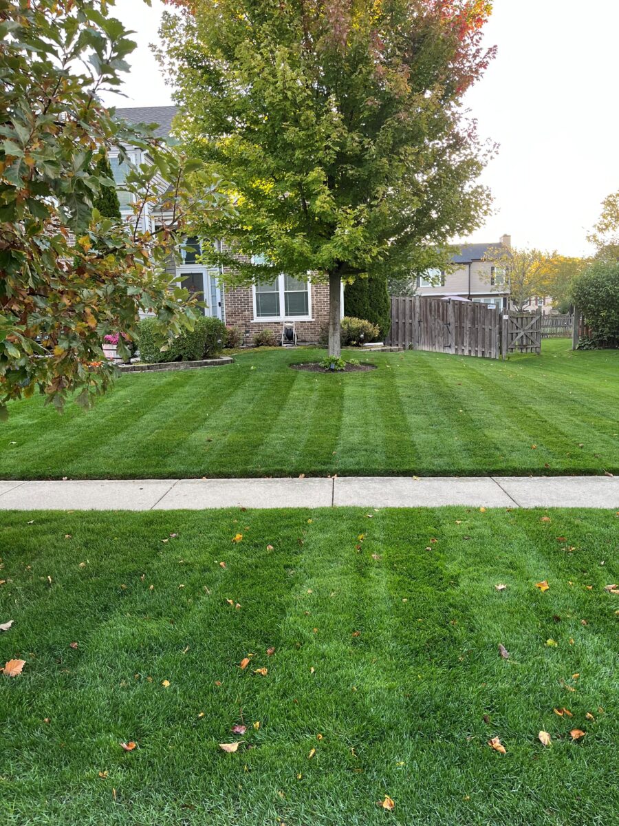 BLUE RESILIENCE Tall Fescue & Kentucky Bluegrass Mixture - Image 25