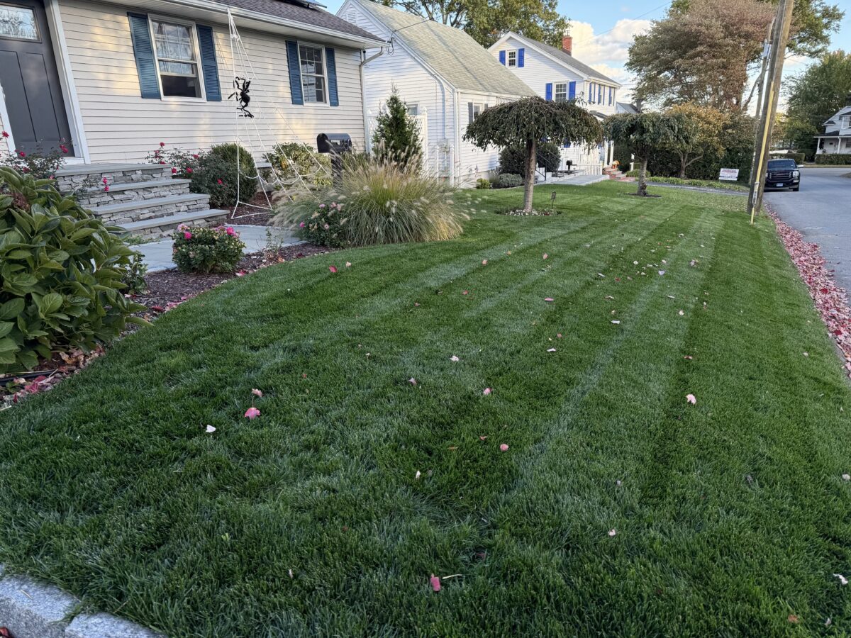BLUE ENVY™ Elite Kentucky Bluegrass Blend - Image 5