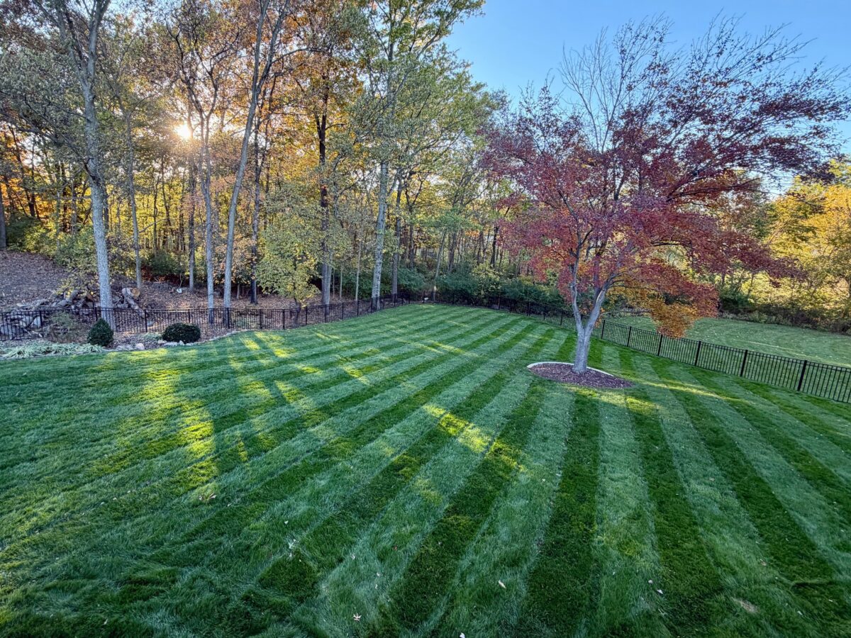 RESILIENCE™ II Turf Type Tall Fescue Blend - Image 13
