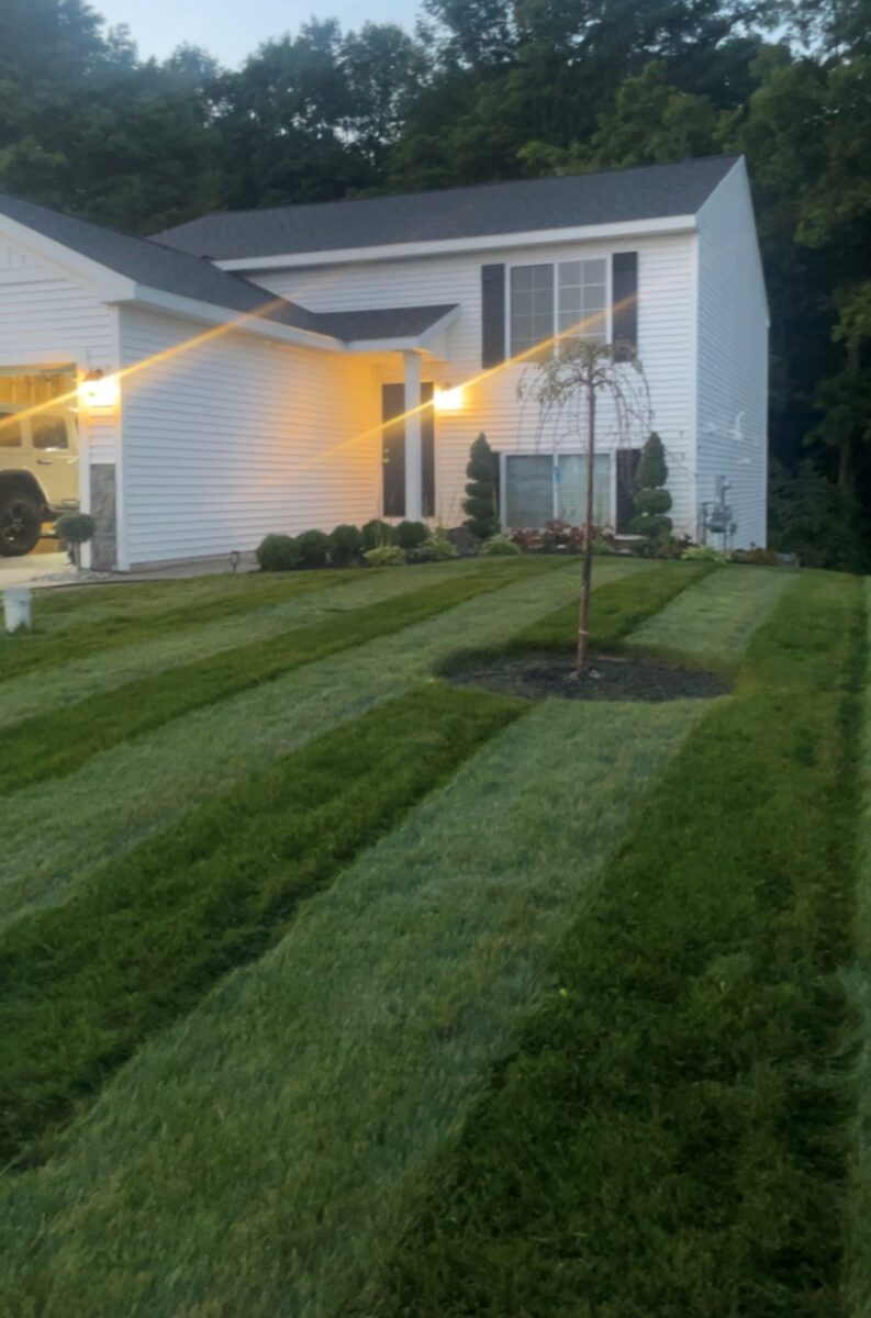 BLUE RESILIENCE Tall Fescue & Kentucky Bluegrass Mixture - Image 9