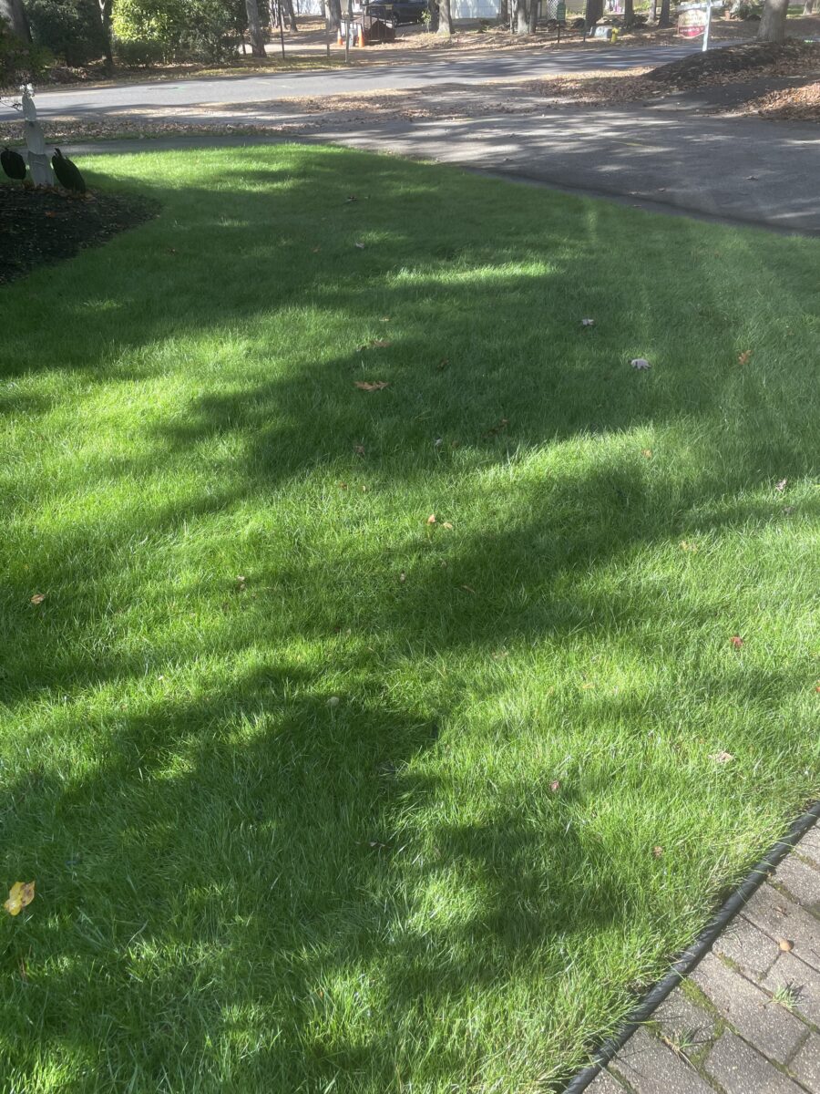 Shady Lawn Seed Mixture - Image 4