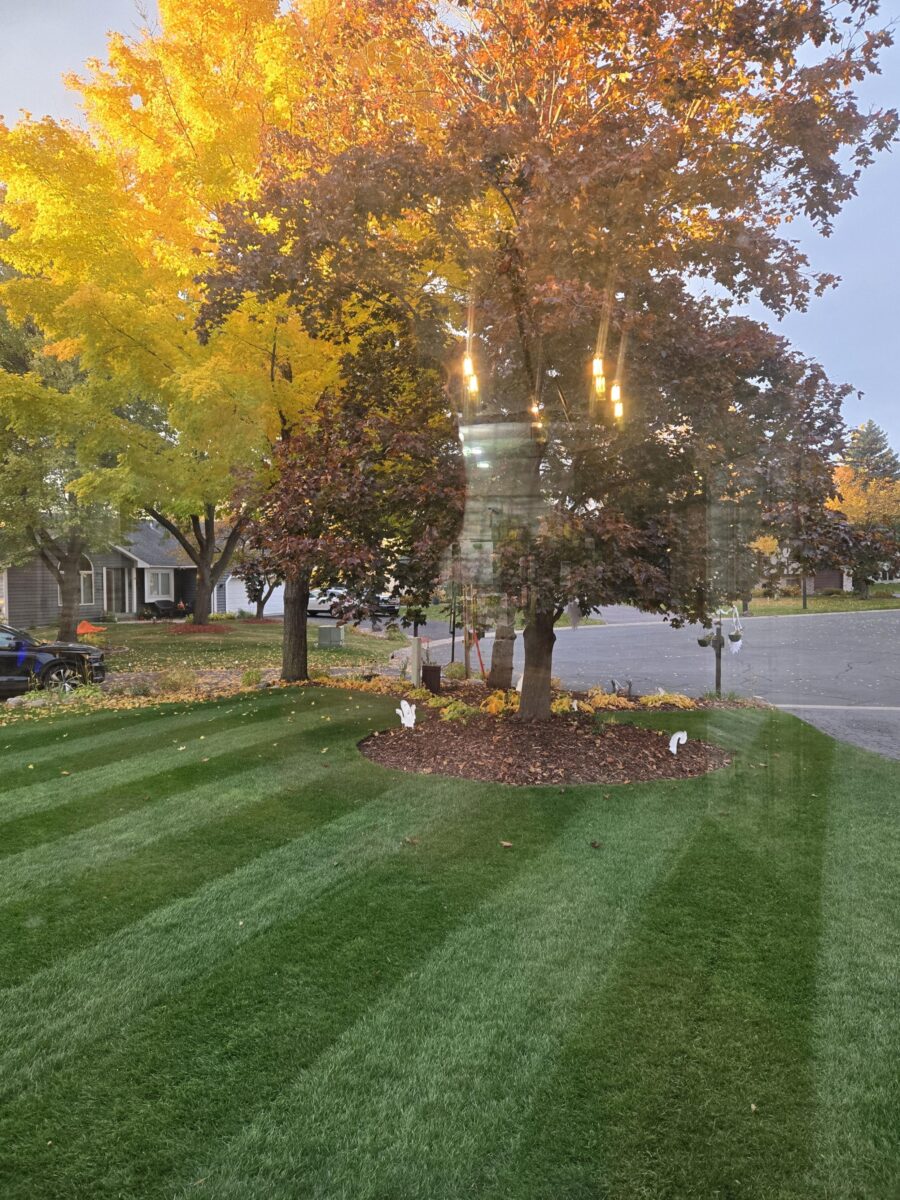 TOTAL ECLIPSE™ Shade Tolerant Kentucky Bluegrass Blend - Image 3