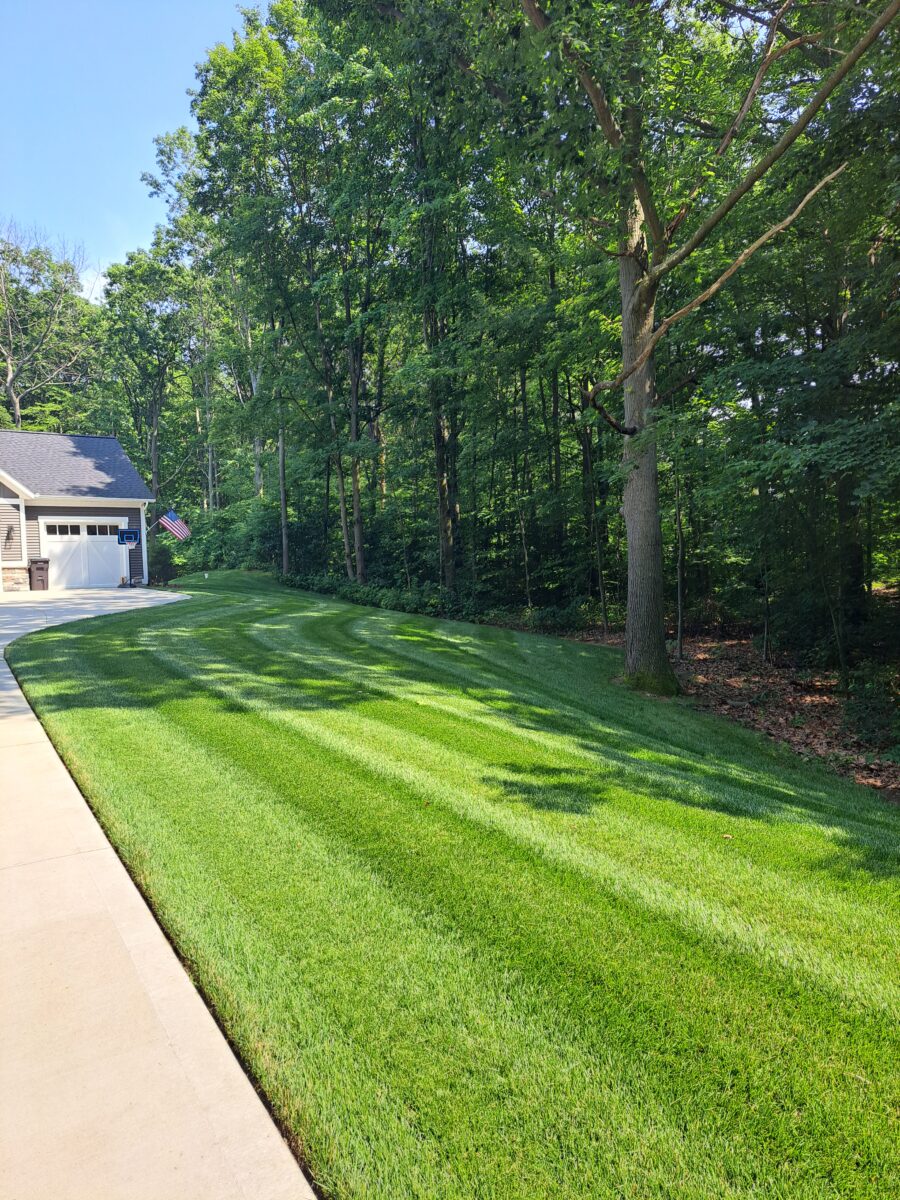 TOTAL ECLIPSE™ Shade Tolerant Kentucky Bluegrass Blend - Image 2