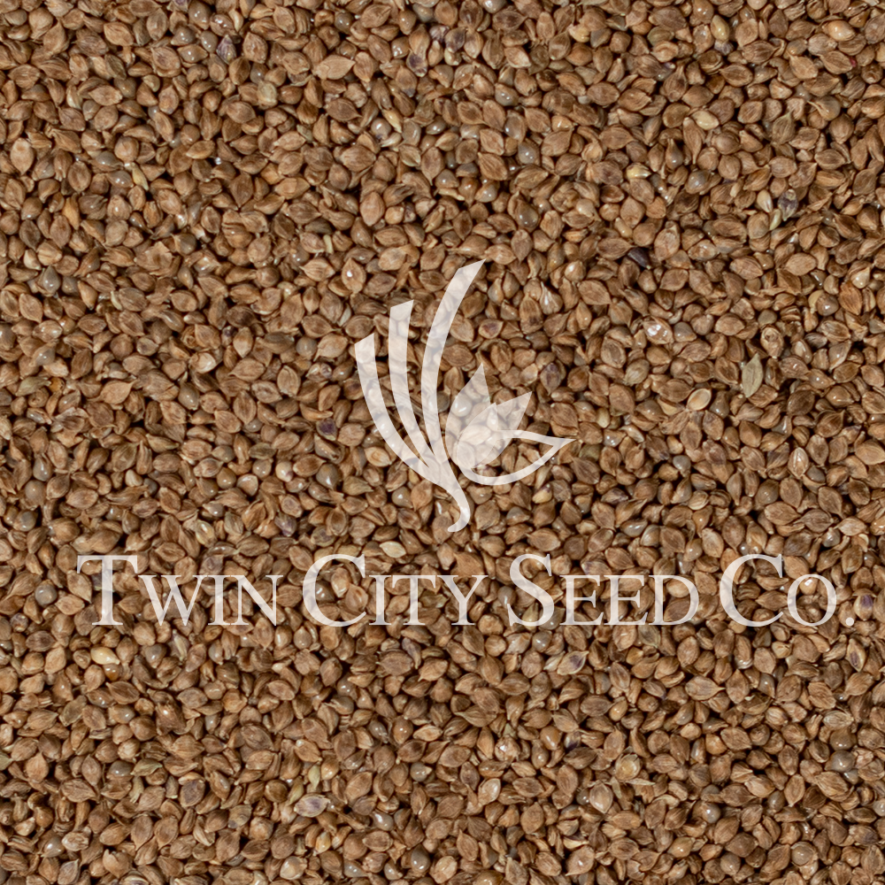 Japanese Millet