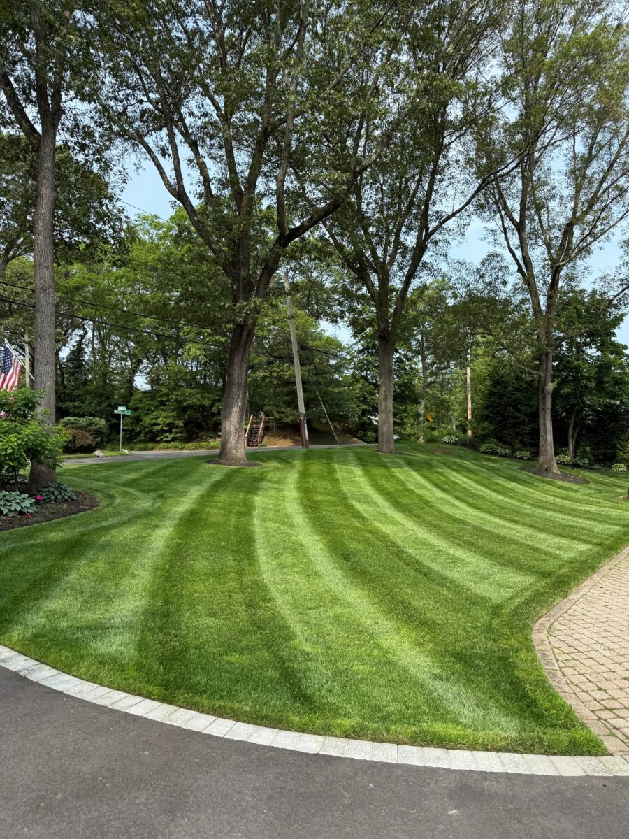 BLUE RESILIENCE Tall Fescue & Kentucky Bluegrass Mixture - Image 3