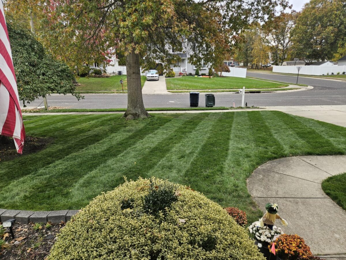 BLUE RESILIENCE Tall Fescue & Kentucky Bluegrass Mixture - Image 23