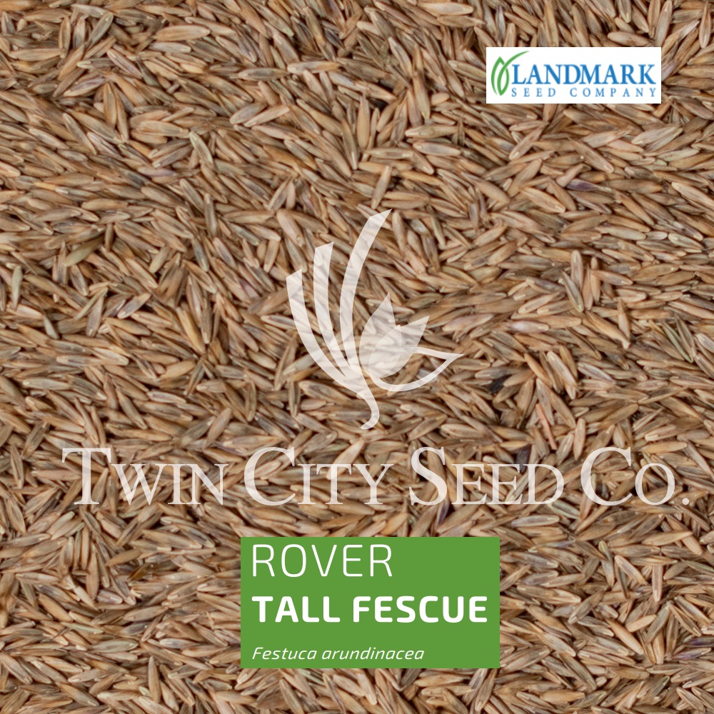 ROVER Turf Type Tall Fescue
