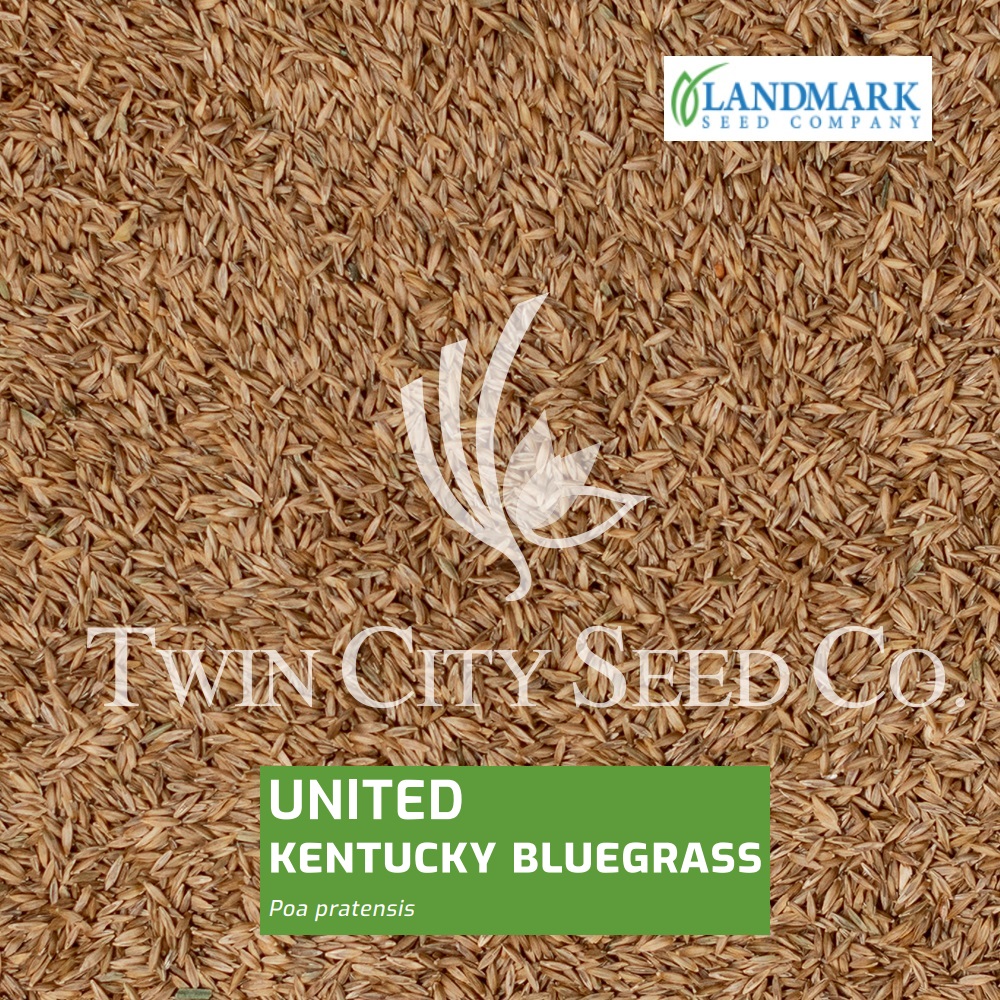 UNITED Kentucky Bluegrass